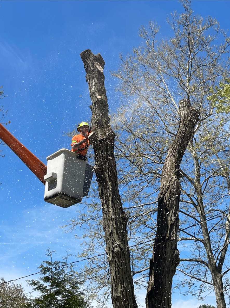 Glen working from a bucket truck high in a tree