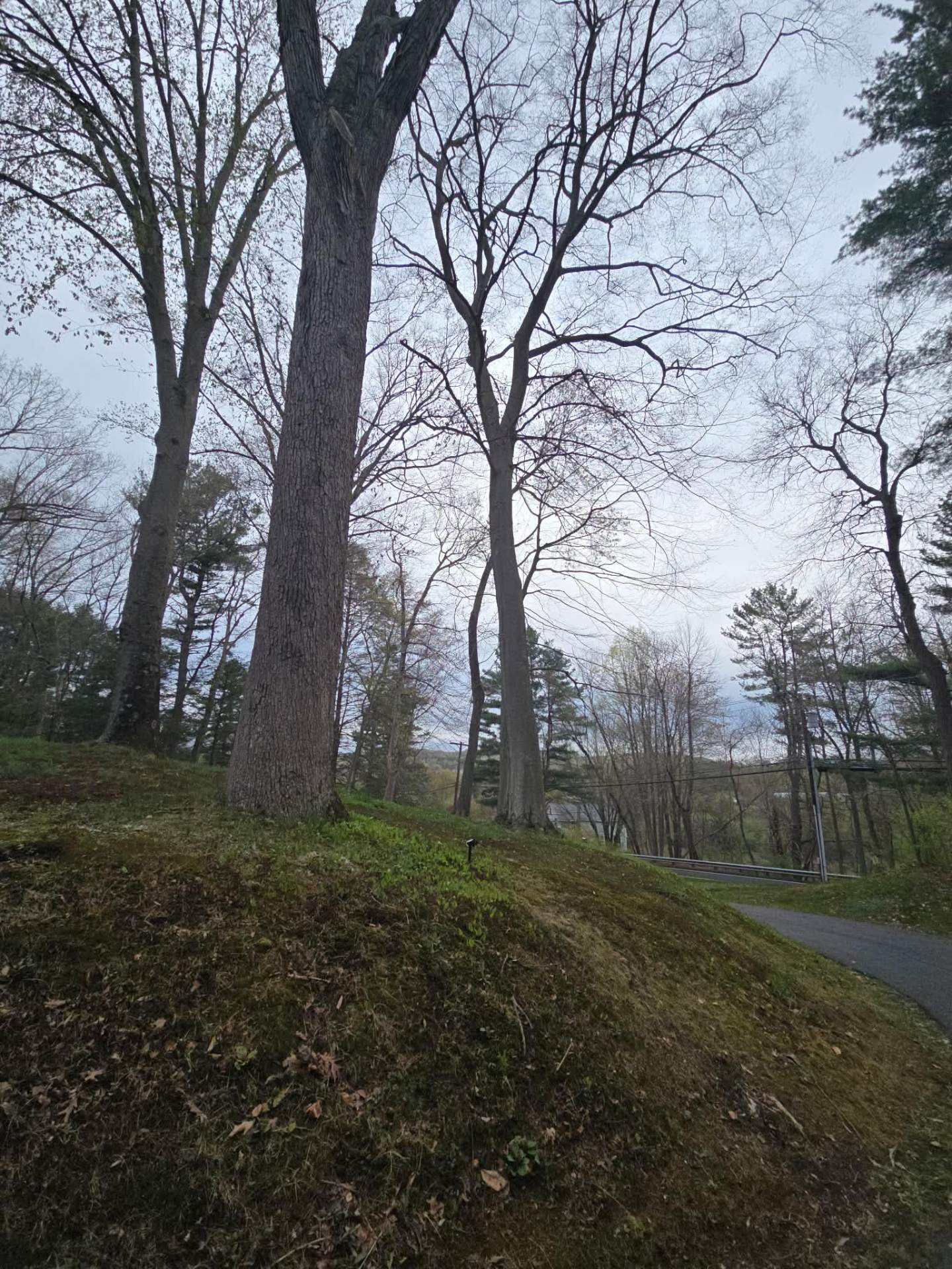 Large trees on a sloped, wooded Connecticut hillside lot