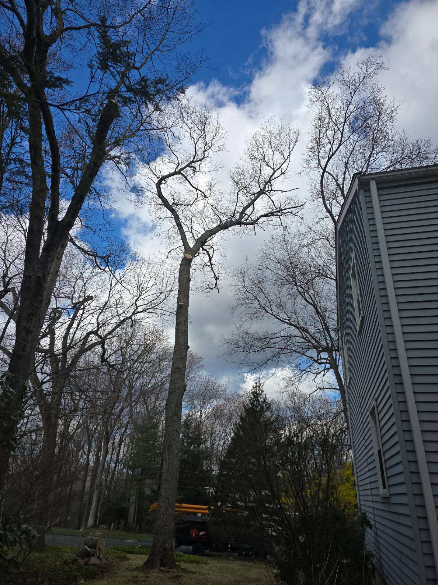 Mature trees with pruned crowns next to a gray house under a blue sky